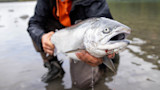 Angler kneeling in shallow river holding large silver salmon with open mouth, water dripping