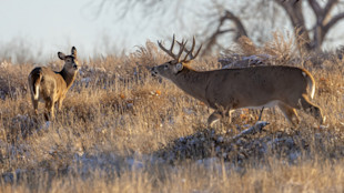 whitetail deer sniffing out a doe in light snow and dry grass