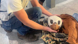 Man kneeling places a turtle skull with brown beak into an open jacket on a tiled floor