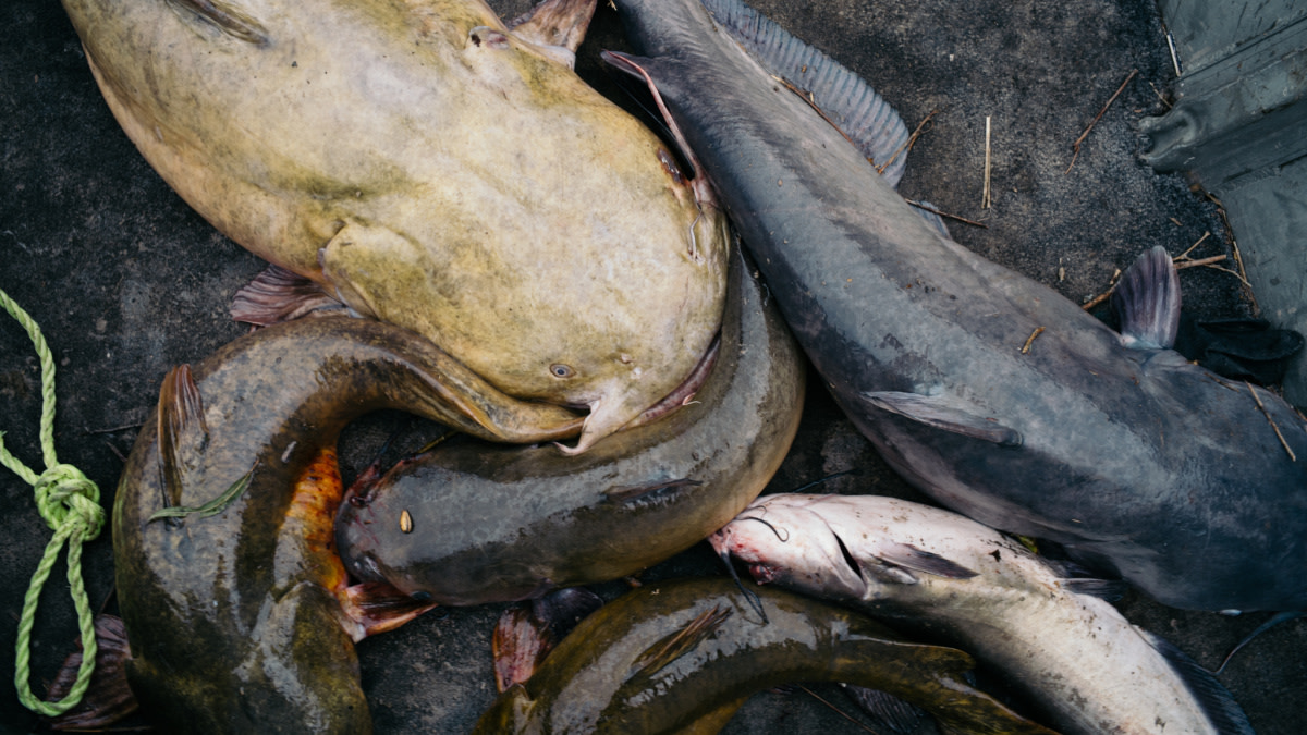 The Most Disturbing Fishing Trend on Social Media