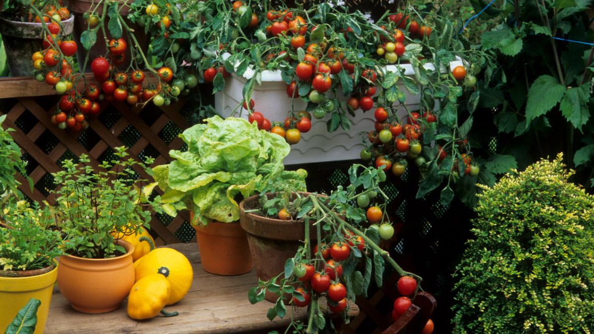 How to Start a Container Garden