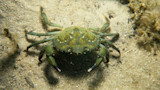 Green crab on sandy seabed