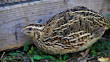 A Guide To Raising Quail