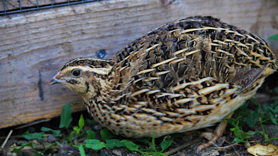 Brown patterned quail crouched beside a weathered wooden board and small green plants