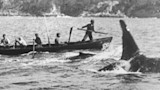 Orca rising beside small whaling rowboat with men holding oars and harpoons