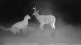 Video: Mountain Lion Attacks Deer Decoy