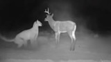 Video: Mountain Lion Attacks Deer Decoy