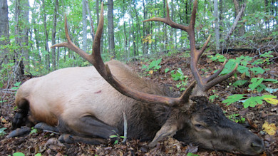 Bull elk with large antlers lying dead on leaf-covered forest floor