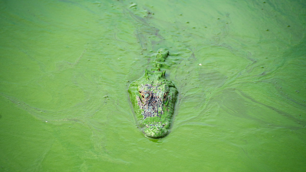 Florida’s Fight to Save Legendary Fisheries