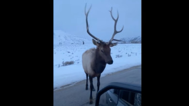 Video: Elk Pops Snow Tire with Antlers