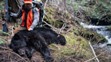 This Bill Could Ban Bear Baiting Nationwide