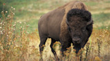 American bison standing in a grassy meadow dotted with thistles