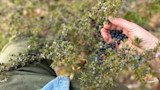 How to Forage for Juniper Berries