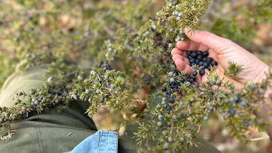Hand harvesting dark juniper berries from spiky branch over green jacket