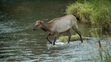 Cow elk wading across shallow stream near grassy riverbank