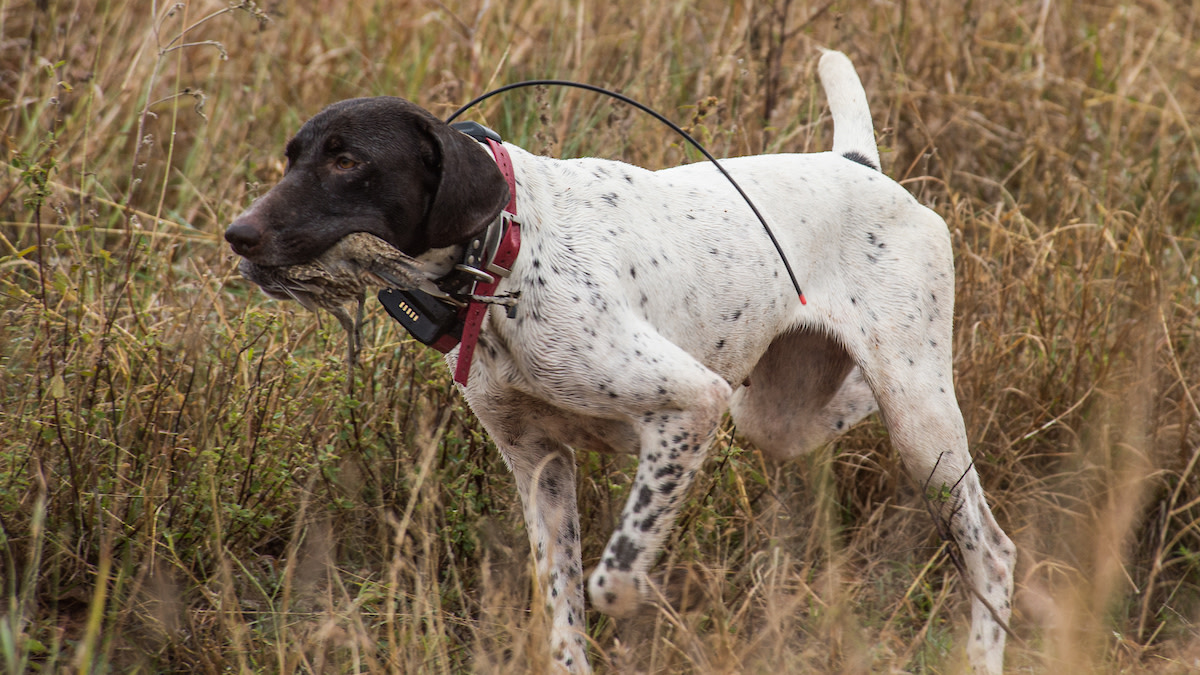 Docking Tails: Is Puppy Pain Worth the Gain?