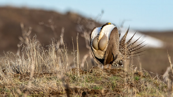 Time is Running Out for This Massive Wildlife Bill