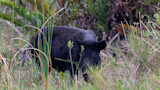 Study Claims Feral Hogs Really Aren't All That Bad