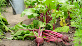 How to Grow Beets