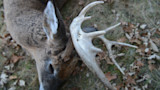 Deer head with large antler rack lying on grass and fallen oak leaves