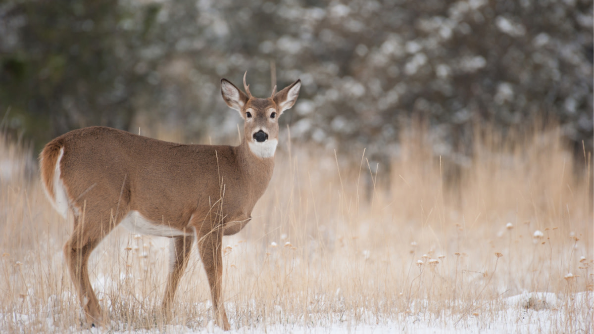 Ask MeatEater: What’s Wrong With Shooting Young Bucks?