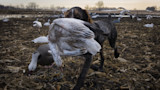How to Determine the Age of Snow Geese