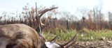 Downed whitetail buck with antlers lying in grassy field, fence posts behind