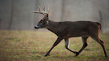 Running buck with tall multi-point antlers trotting across a grassy field