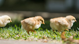What You Need to Know About Raising Chicks