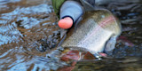 Wading Into Winter: A Guide to Fly Fishing for Cold Weather Trout
