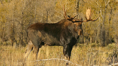 Bull moose with large palmate antlers standing in grassy marsh before aspen trees