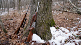 Two hunting rifles leaning against a tree in snowy, leaf-covered woods