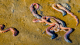 Marine worms on wet sand, iridescent pink and orange