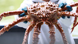 Large spiny king crab held by gloved hands, water dripping from its legs