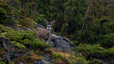 Small-antlered buck on rocky slope amid evergreen shrubs and forest