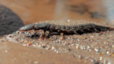 Dragonfly nymph resting on wet pebbly sand at water's edge