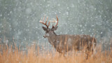 Mature whitetail buck in tall grass with large antlers in falling snow