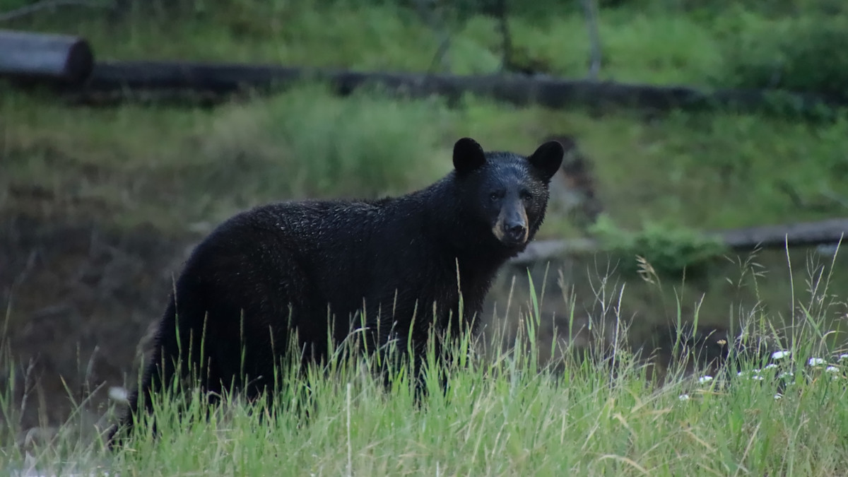 Arkansas Man Seriously Injured in Rare Black Bear Attack