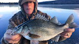 Angler holding large white perch on frozen lake ice