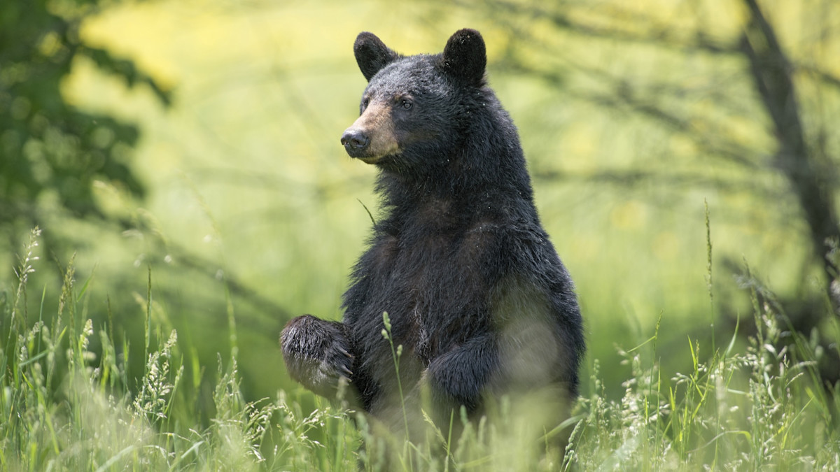 Anti-Hunter Campaign to Ruin Florida Bear Hunt Might Backfire