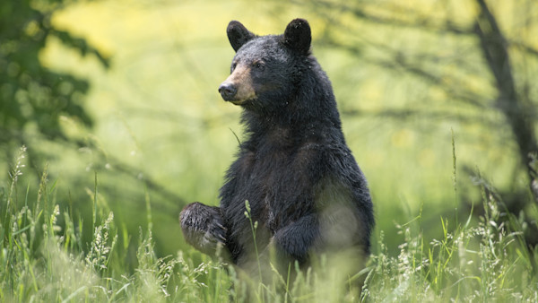 Anti-Hunter Campaign to Ruin Florida Bear Hunt Might Backfire