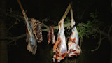 Skinned animal carcass halves and rib slabs hanging from a tree branch at night