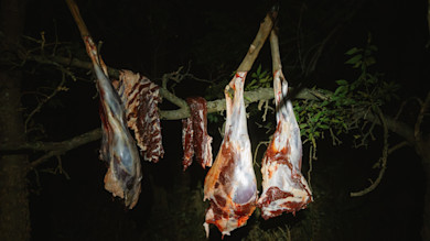 Skinned animal carcass halves and rib slabs hanging from a tree branch at night