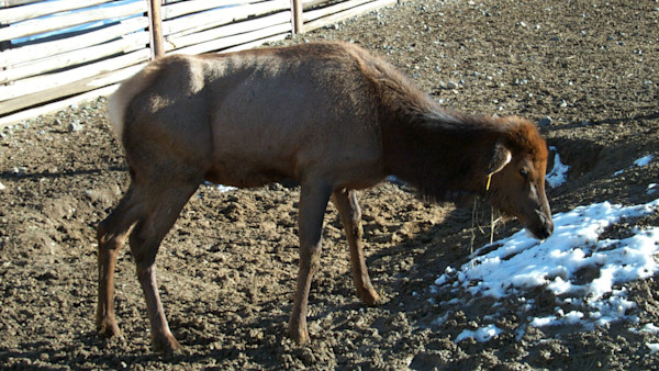 CWD Discovered in Four New States and One Canadian Province