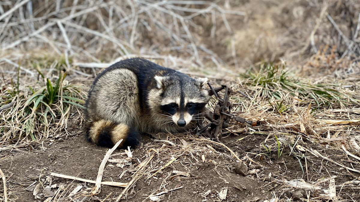 How to Trap Nest Predators to Support Your Local Game Birds