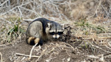 Raccoon trapped in metal foothold trap on dirt beside dried grasses