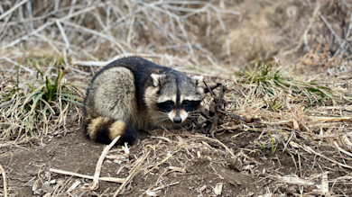 Raccoon trapped in metal foothold trap on dirt beside dried grasses