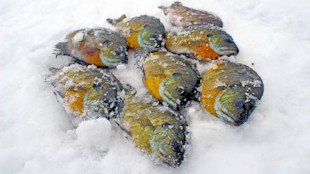 Eight bluegill sunfish on snow, orange-green sides dusted with ice.