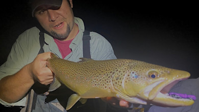 Large brown trout with purple lure in its mouth; man holding fish at night