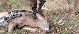 Downed buck with large antlers, purple-fletched arrow and compound bow nearby